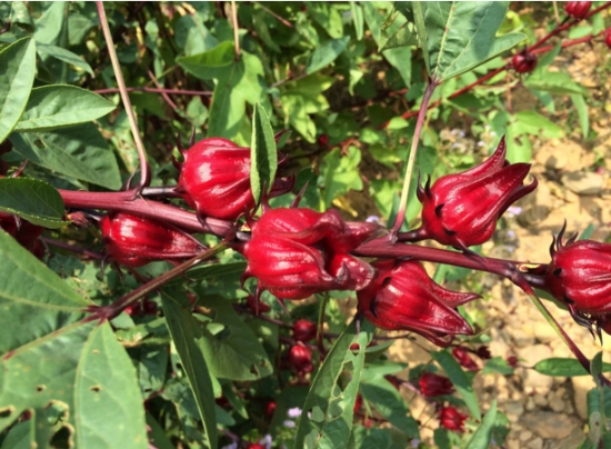 洛神花有哪些吃法：泡茶，炖汤和果脯，高血压、心脏病患者和熬夜人群宜多食用。