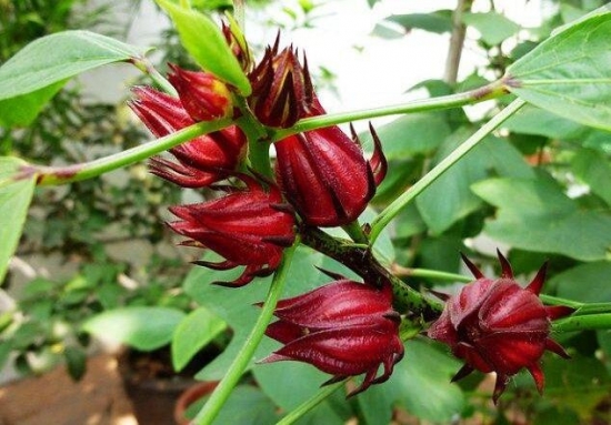 洛神花的种植办法：玫瑰茄属亚热带短日照作物，喜光，喜温，忌早霜