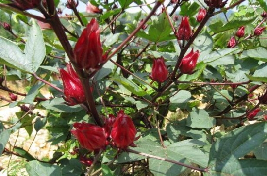 洛神花的种植办法：玫瑰茄属亚热带短日照作物，喜光，喜温，忌早霜