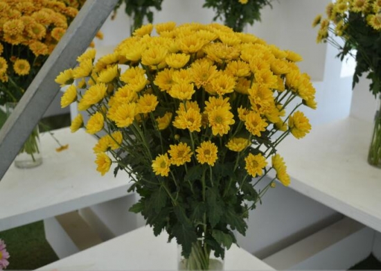 切花菊 四大切花是什么:传统的四大切花包括月季,菊花,康乃馨,唐菖蒲。