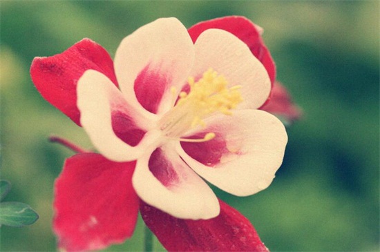 依米花花语是什么,瞬间的灿烂和奇迹