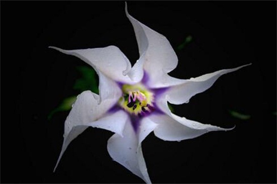 依米花花语是什么,瞬间的灿烂和奇迹