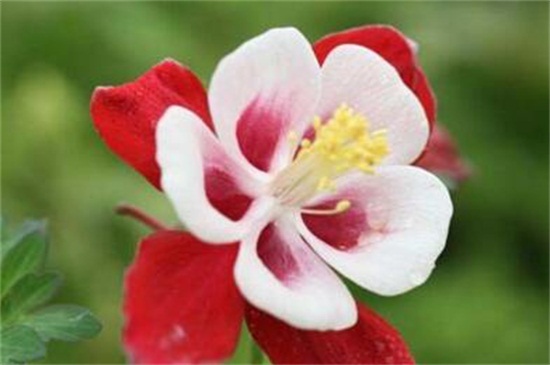 依米花花语是什么,瞬间的灿烂和奇迹