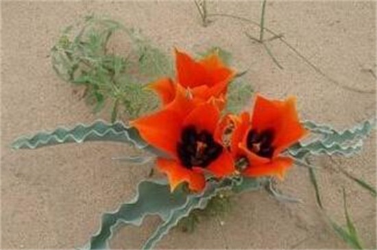 依米花花语是什么,瞬间的灿烂和奇迹