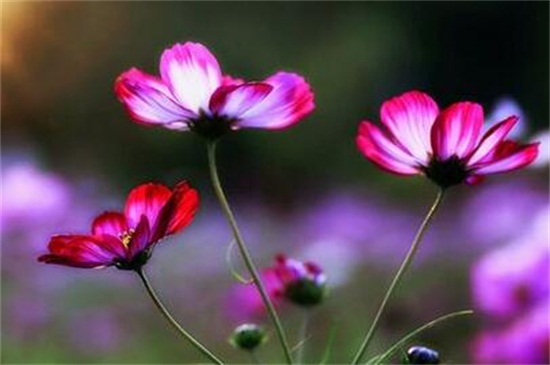 依米花花语是什么,瞬间的灿烂和奇迹