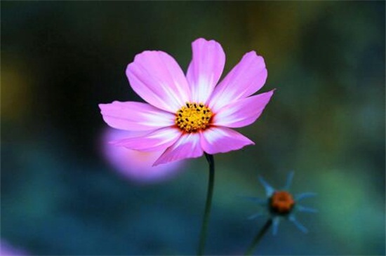 依米花花语是什么,瞬间的灿烂和奇迹