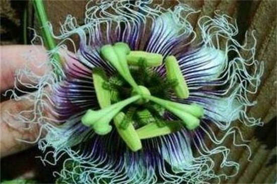 依米花在什么季节开放,每隔5~7年春季开花