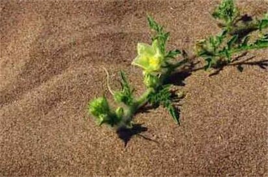 依米花在什么季节开放,每隔5~7年春季开花