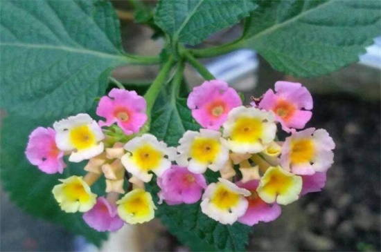 依米花在什么季节开放,每隔5~7年春季开花