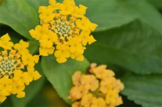 依米花在什么季节开放,每隔5~7年春季开花