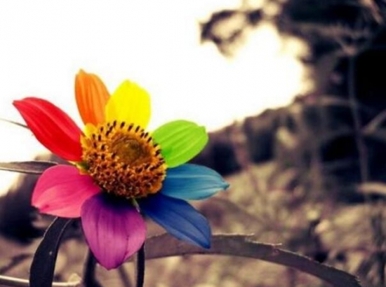 依米花传说：传说中一朵依米花的开放要等待5年，只为开花两天