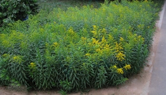 一枝黄花和加拿大一枝黄花有什么区别