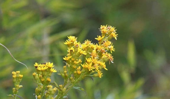 一枝黄花和加拿大一枝黄花有什么区别