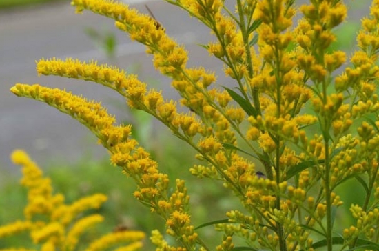 一枝黄花和加拿大一枝黄花有什么区别