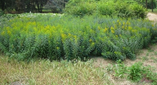 一枝黄花和加拿大一枝黄花有什么区别