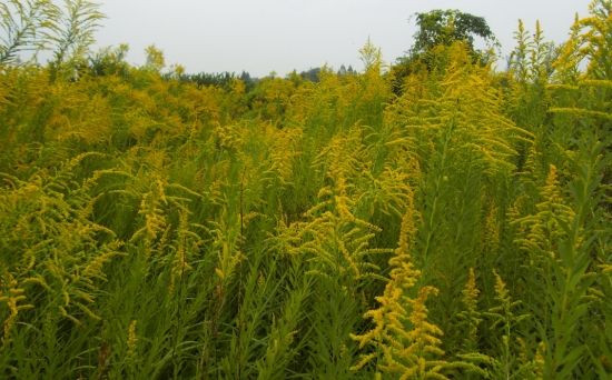 加拿大一枝黄花：又名黄莺、麒麟草；系外来入侵物种