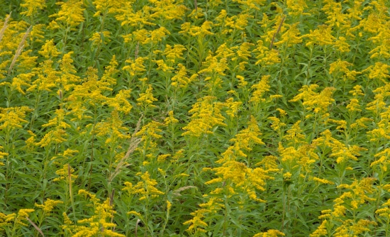 加拿大一枝黄花：又名黄莺、麒麟草；系外来入侵物种
