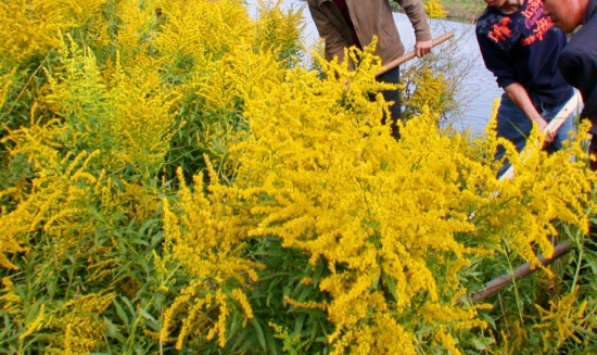 加拿大一枝黄花：又名黄莺、麒麟草；系外来入侵物种