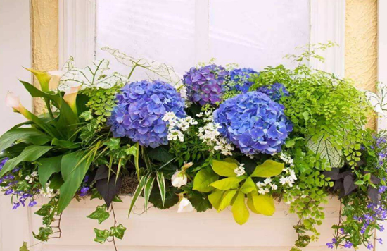 阳台如何养绣球花