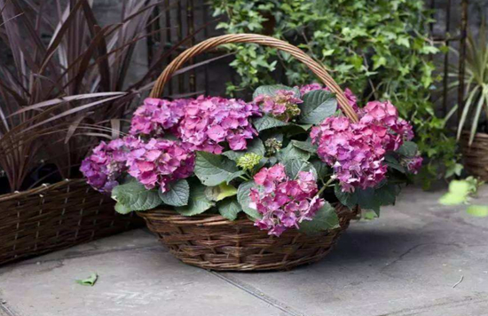 阳台如何养绣球花