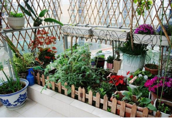 阳台适合养什么花 阳台养花如何选:不同朝向养殖不同的花