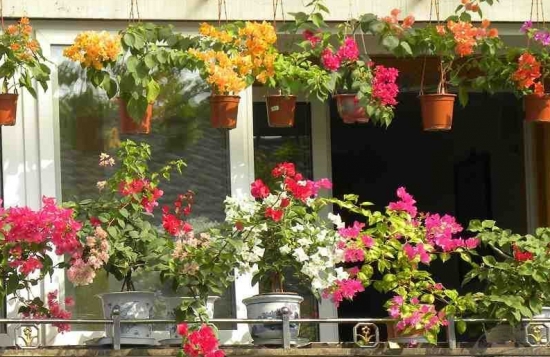 阳台养花如何选:不同朝向养殖不同的花 阳台养花如何选:不同朝向养殖不同的花