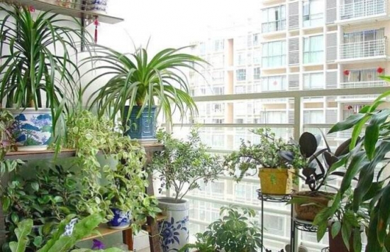 朝东的阳台植物 阳台如何养花:忌养黄、红色植物盆栽