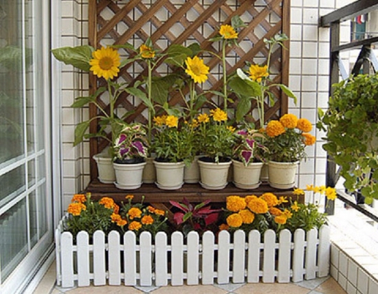 阳台如何养花：忌养黄、红色植物盆栽
