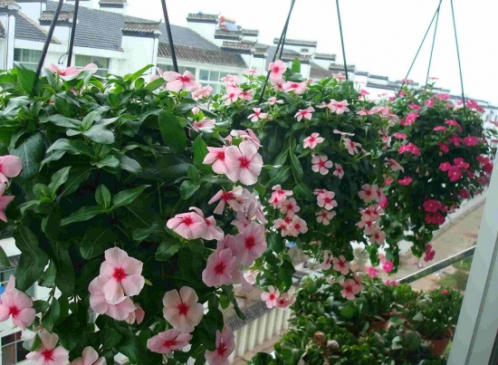 朝西的阳台植物 阳台如何养花:忌养黄、红色植物盆栽