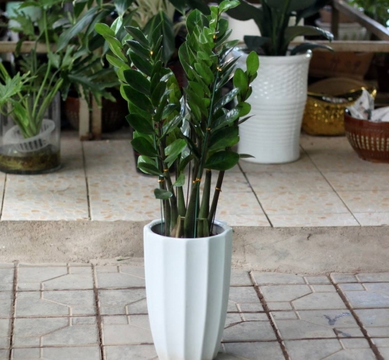 旺财植物 阳台如何养花:忌养黄、红色植物盆栽