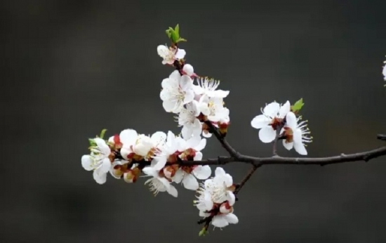 阳台养花 阳台如何养花:忌养黄、红色植物盆栽