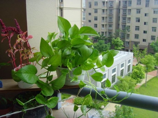 朝着阳光的方位 阳台如何养花:忌养黄、红色植物盆栽