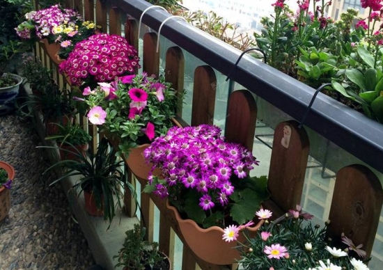 阳台如何养花：忌养黄、红色植物盆栽