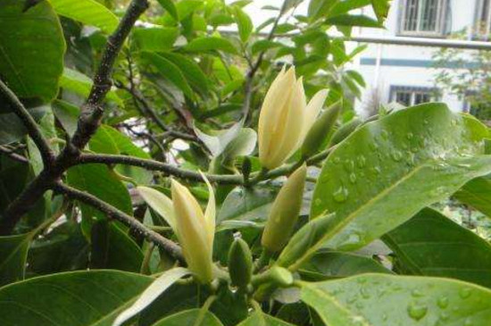 缅桂花可以种在家里吗