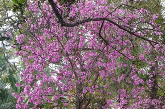 紫檀花卉养殖办法