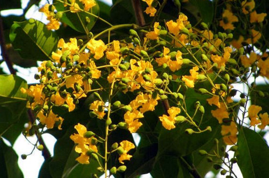 紫檀花卉养殖办法