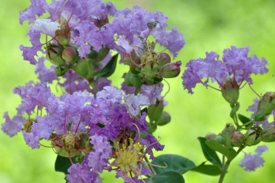 紫檀花卉养殖办法
