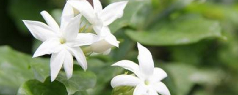 莱莉花如何栽培