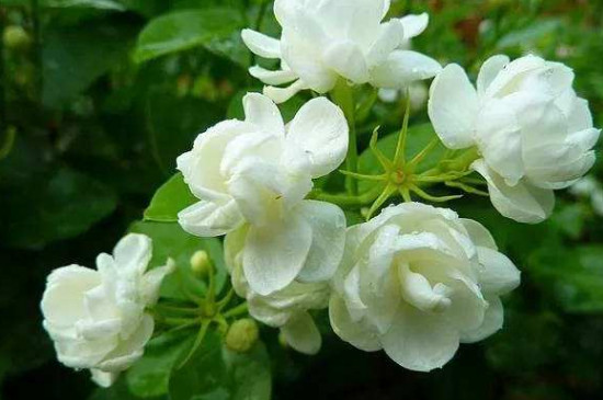 莱莉花如何栽培