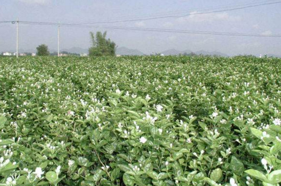 莱莉花如何栽培