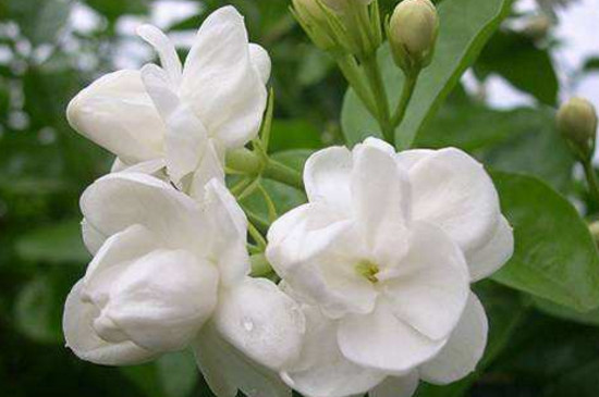 莱莉花如何栽培