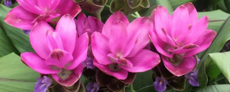 姜荷花的种植办法和留意事