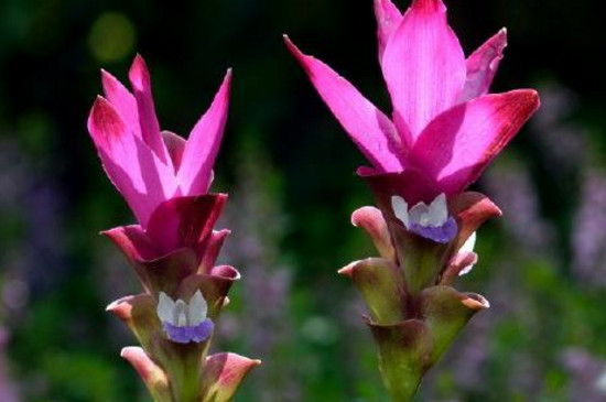 姜荷花的种植办法和留意事