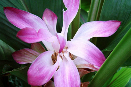 姜荷花的种植办法和留意事