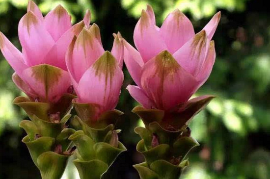 姜荷花的种植办法和留意事