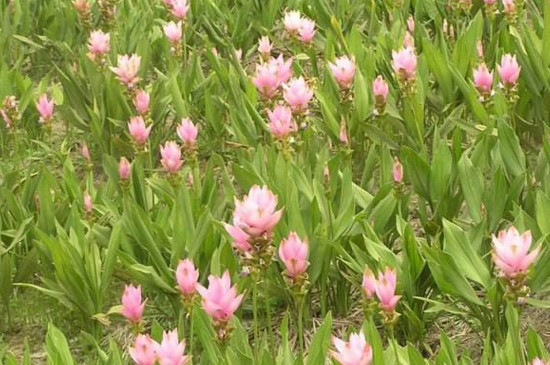 姜荷花的种植办法和留意事