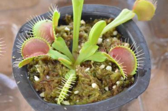 盆栽食人花如何养