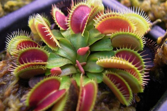 盆栽食人花如何养