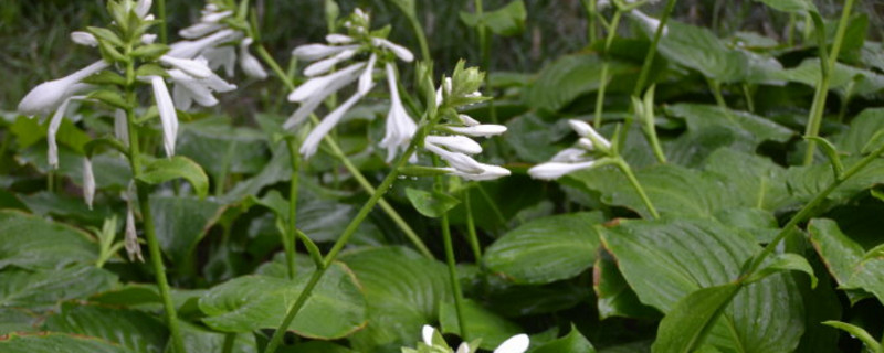 玉簪花叶子发黄如何办