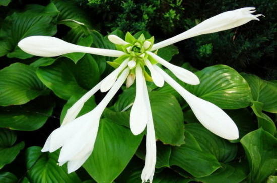 玉簪花叶子发黄如何办